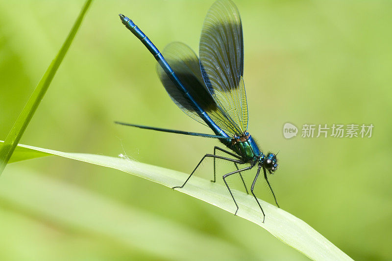 带状Demoiselle (Calopteryx splendens)雄性